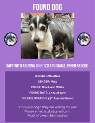 Found/Stray Male Dog last seen 59th ave and grand, Phoenix, AZ 85033