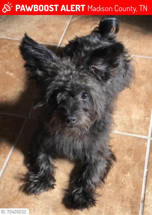 Lost Male Dog last seen Near Bald Eagle Run Oakfield TN, Madison County, TN 38362