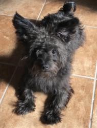Lost Male Dog last seen Near Bald Eagle Run Oakfield TN, Madison County, TN 38362