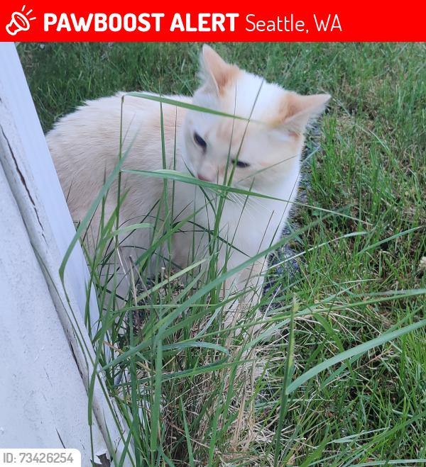 Lost Male Cat last seen Near S 121st St, Seattle, WA 98178