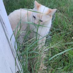 Lost Male Cat last seen Near S 121st St, Seattle, WA 98178