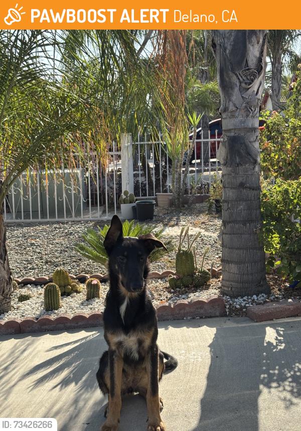 Found/Stray Female Dog last seen Randolph, Delano, CA 93215