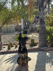 Found/Stray Female Dog last seen Randolph, Delano, CA 93215