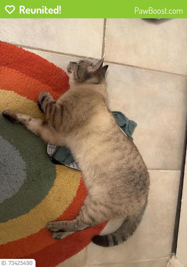 Reunited Female Cat last seen Montclair park, San Diego, CA 92104