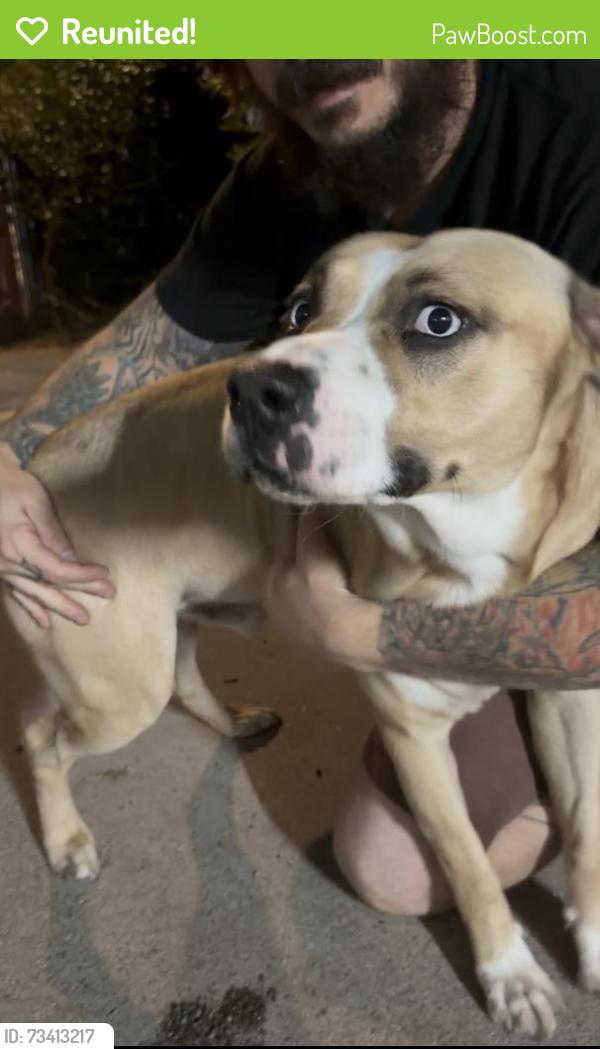 Reunited Male Dog last seen Saticoy St & Louise St, Los Angeles, CA 91325