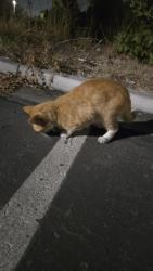 Found/Stray Male Cat last seen Parking lot near clothes/shoes donation station. Mall with Tommy Hilfiger and Ross, San Diego, CA 92173