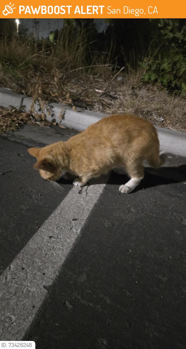Found/Stray Male Cat last seen Parking lot near clothes/shoes donation station. Mall with Tommy Hilfiger and Ross, San Diego, CA 92173