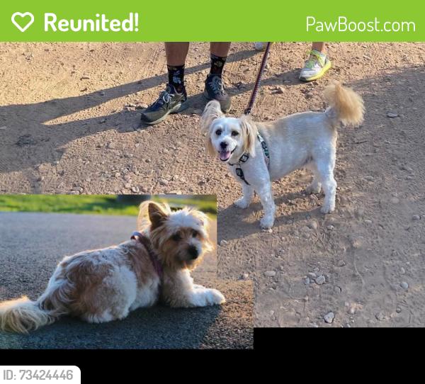 Reunited Female Dog last seen Near Handel Way, San Diego CA 92126, San Diego, CA 92126