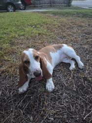 Found/Stray Female Dog last seen Eisenhauer, San Antonio, TX 78218
