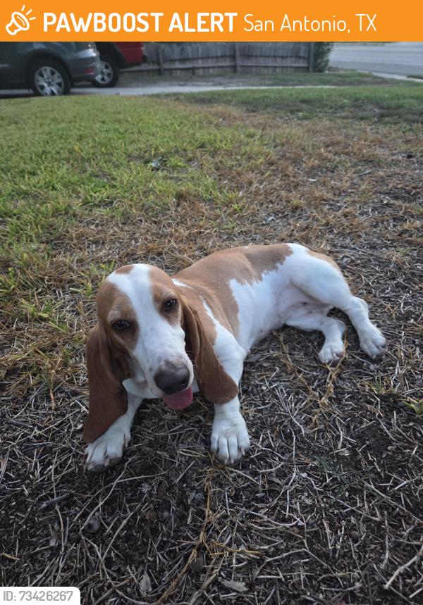 Found/Stray Female Dog last seen Eisenhauer, San Antonio, TX 78218