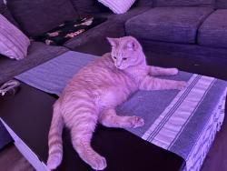 Reunited Male Cat last seen Near north key Dr north fort Myers 33903, North Fort Myers, FL 33903