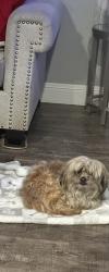 Lost Male Dog last seen aegen way, Vacaville, CA 95687