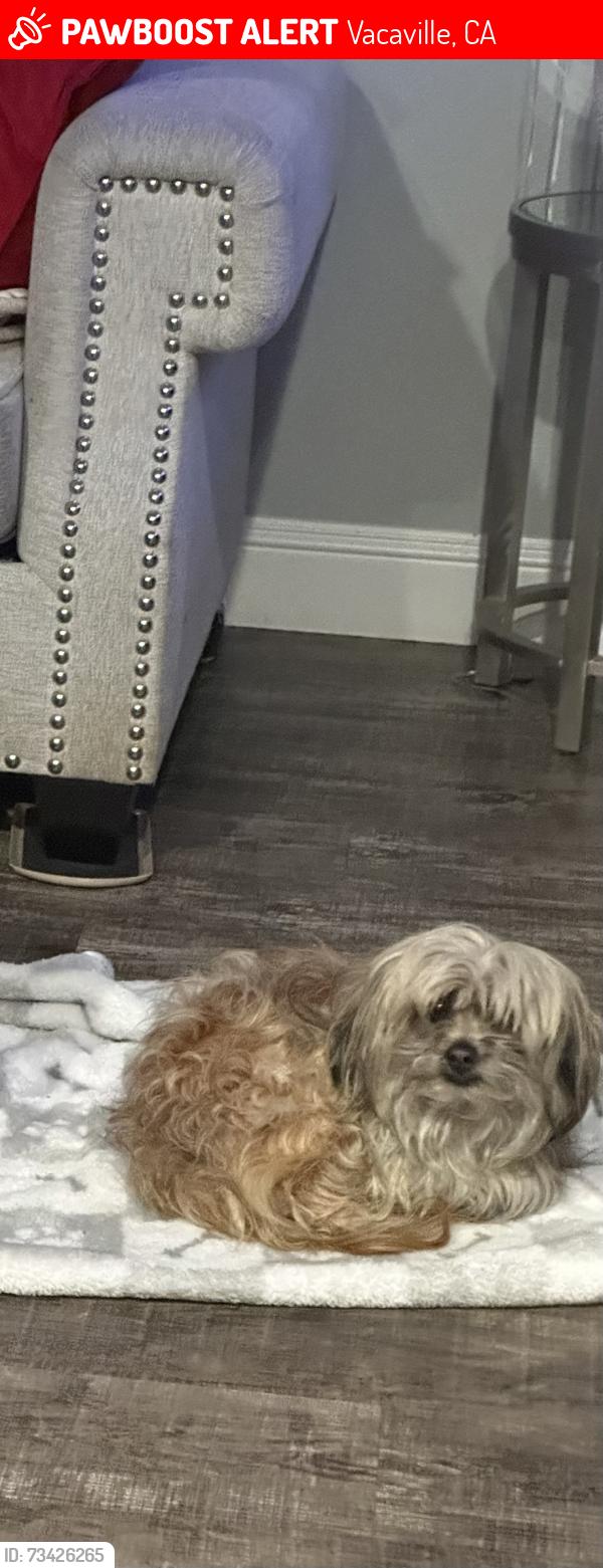 Lost Male Dog last seen aegen way, Vacaville, CA 95687