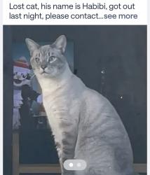 Lost Male Cat last seen Terra Vista/ Spruce, Rancho Cucamonga, CA 91730