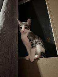 Lost Female Cat last seen Sweet water, Spring Valley, CA 91977