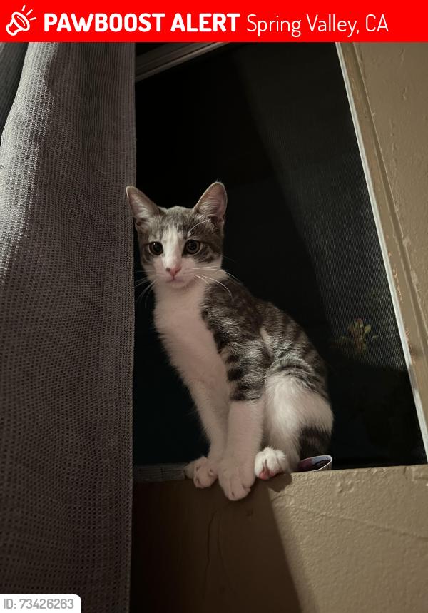 Lost Female Cat last seen Sweet water, Spring Valley, CA 91977