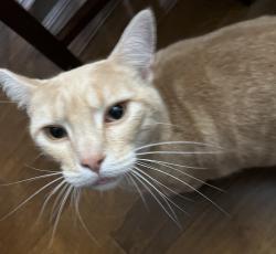 Found/Stray Male Cat last seen S. 48th St. and S. 48th Pl., Mount Vernon, WA 98274