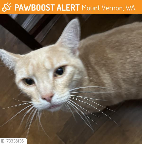 Found/Stray Male Cat last seen S. 48th St. and S. 48th Pl., Mount Vernon, WA 98274