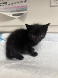 Shelter Stray Male Cat last seen Near 43rd St, Oakland, CA, 1101 29th Ave, Oakland, CA 94601, USA
