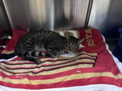 Shelter Stray Male Cat last seen Near 66th Ave, Oakland, CA, 1101 29th Ave, Oakland, CA 94601, USA