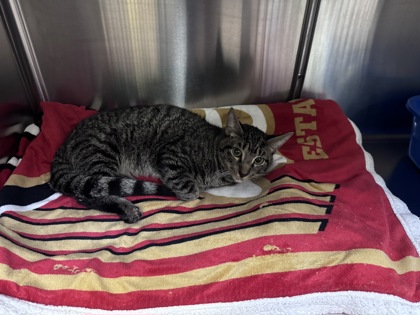 Shelter Stray Male Cat last seen Near 66th Ave, Oakland, CA, 1101 29th Ave, Oakland, CA 94601, USA