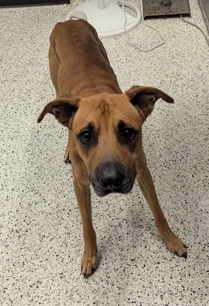Shelter Stray Male Dog last seen Laren ln, Atlanta, GA, 1251 Fulton Industrial Blvd NW, Atlanta, GA 30336, USA