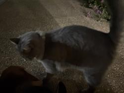 Found/Stray Male Cat last seen Amherst ballroom front door, Asheville, NC 28803