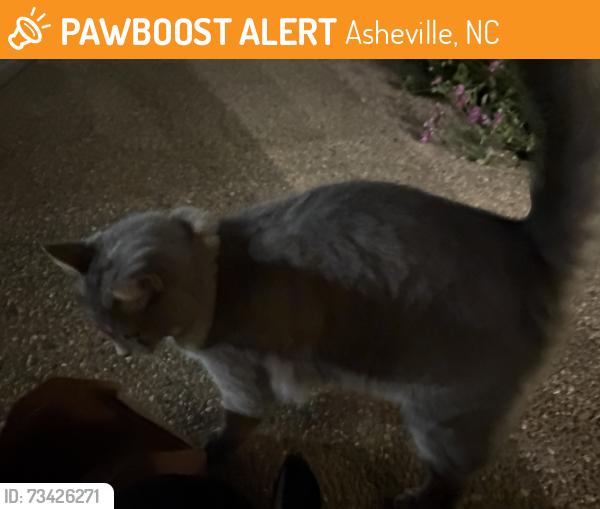 Found/Stray Male Cat last seen Amherst ballroom front door, Asheville, NC 28803