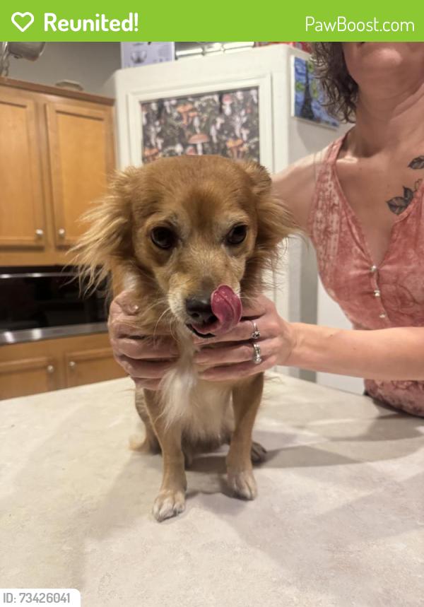 Reunited Male Dog last seen Tomahawk & Southern, Apache Junction, AZ 85119