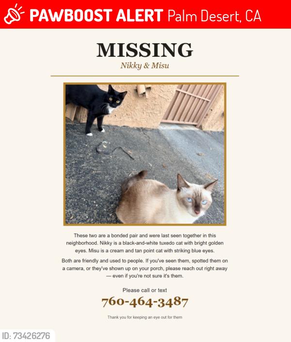 Lost Female Cat last seen Magnesia falls dr, Palm desert, Palm Desert, CA 92260