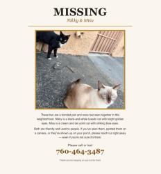 Lost Female Cat last seen Magnesia falls dr, Palm desert, Palm Desert, CA 92260