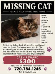 Lost Female Cat last seen Elizabeth & Taft Hill Rd, Fort Collins, CO 80521