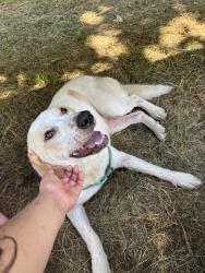 Found/Stray Female Dog last seen Kenwood, Clarksville, TN 37040