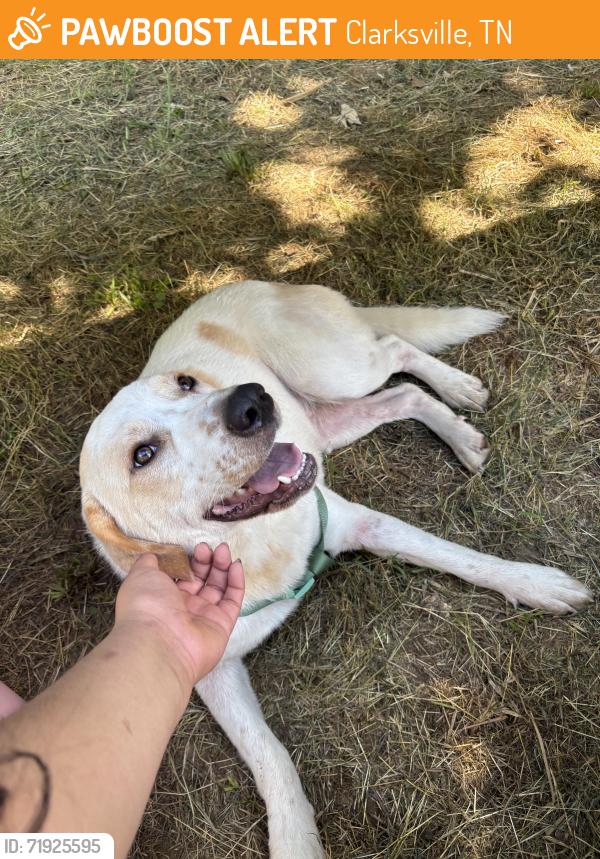 Found/Stray Female Dog last seen Kenwood, Clarksville, TN 37040