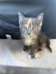 Reunited Female Cat last seen Sheridan Street, Vallejo, CA 94590