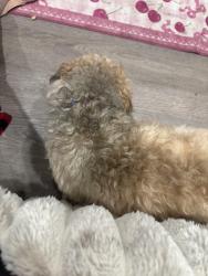 Found/Stray Male Dog last seen Whitby Ave, Philadelphia, PA 19142