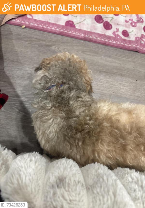 Found/Stray Male Dog last seen Whitby Ave, Philadelphia, PA 19142