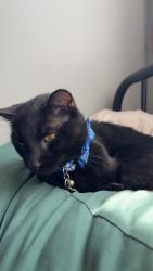 Lost Male Cat last seen Davern rd near ADK farms, Peru, NY 12972