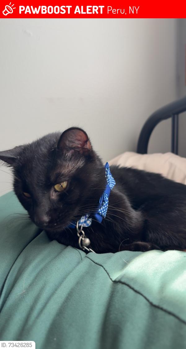 Lost Male Cat last seen Davern rd near ADK farms, Peru, NY 12972