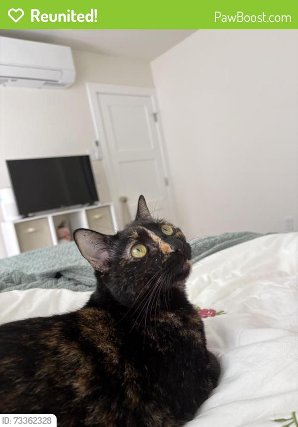 Reunited Female Cat last seen Trigo and Pasado rd, Isla Vista, CA 93117