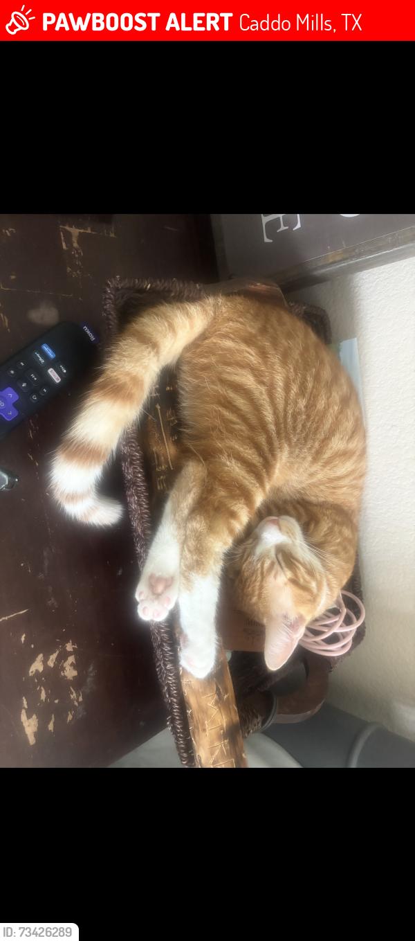 Lost Male Cat last seen Clinton Cemetary, Caddo Mills, TX 75135