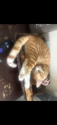 Lost Male Cat last seen Clinton Cemetary, Caddo Mills, TX 75135