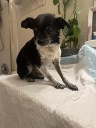 Found/Stray Male Dog last seen Alameda, South Gate, CA 90280