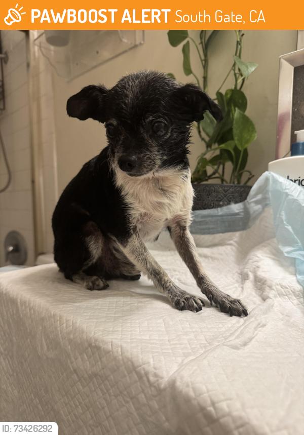 Found/Stray Male Dog last seen Alameda, South Gate, CA 90280