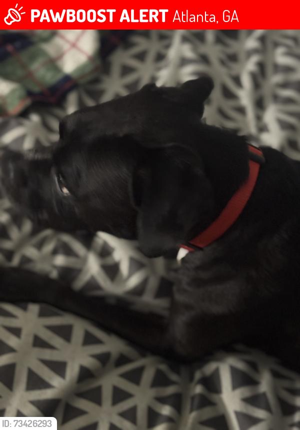 Lost Male Dog last seen Piedmont Park, Atlanta, GA 30306