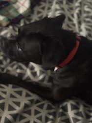 Lost Male Dog last seen Piedmont Park, Atlanta, GA 30306