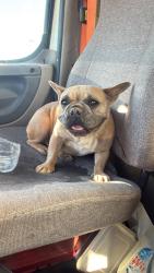 Found/Stray Female Dog last seen Duncan rd, Victorville, CA 92392