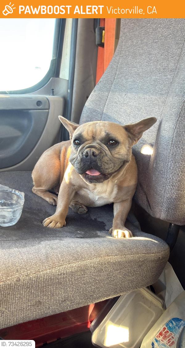 Found/Stray Female Dog last seen Duncan rd, Victorville, CA 92392