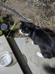 Found/Stray Unknown Cat last seen Holland Ave & Barton Ave, Fresno, CA 93726