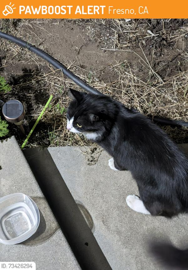 Found/Stray Unknown Cat last seen Holland Ave & Barton Ave, Fresno, CA 93726